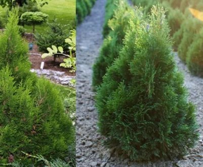 Опис туї західної Міки, її посадка і догляд