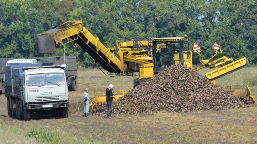 Алтайські аграрії зібрали рекордний урожай цукрових буряків