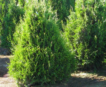 Опис туї складчастої сорти Кан-Кан, посадка і догляд