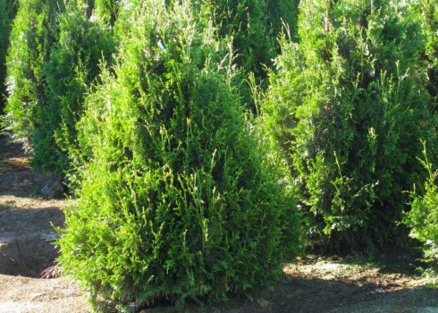 Опис туї складчастої сорти Кан-Кан, посадка і догляд