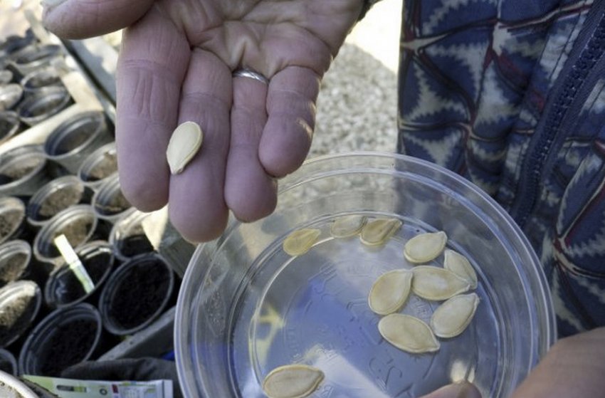 Насіння гарбуза