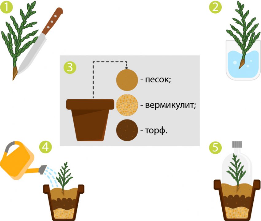 Розмноження туї живцями Розмноження туї живцями