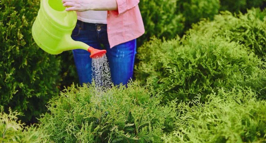 Дощування туй