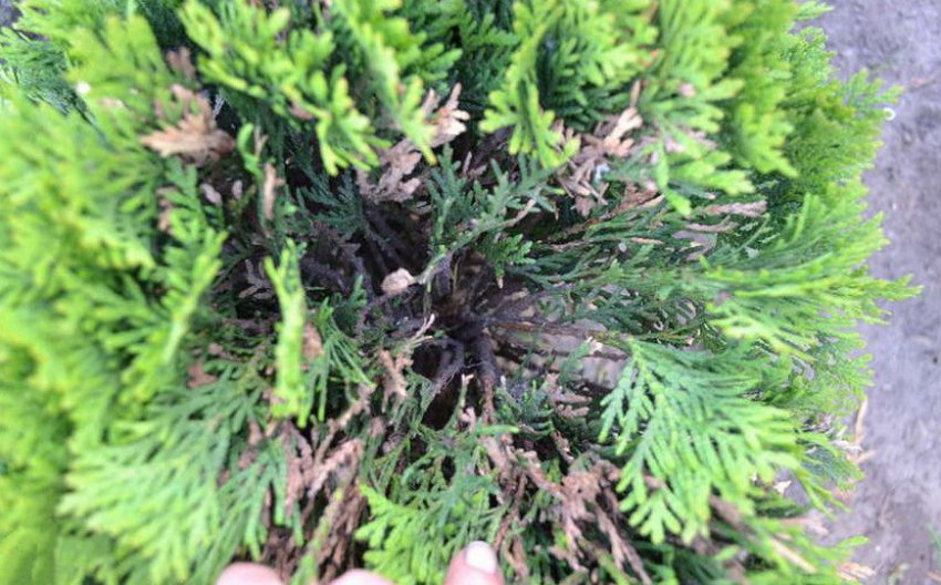 Фітофтора туї Фітофтора туї