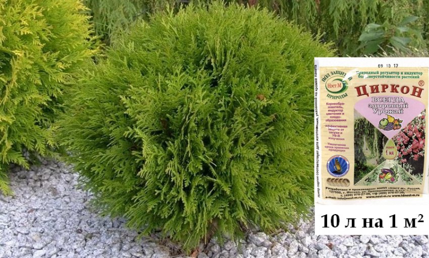 Добриво туї Хозери