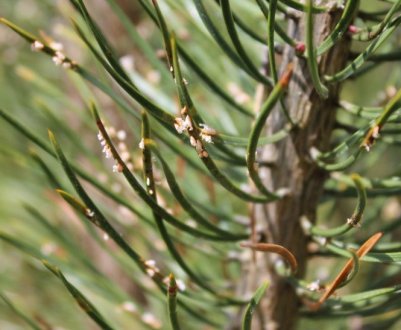 Як боротися з хворобою шютт