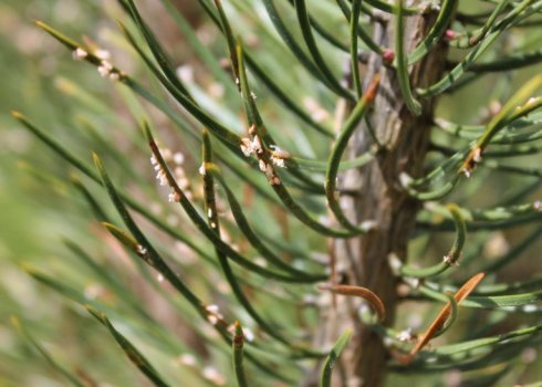 Як боротися з хворобою шютт