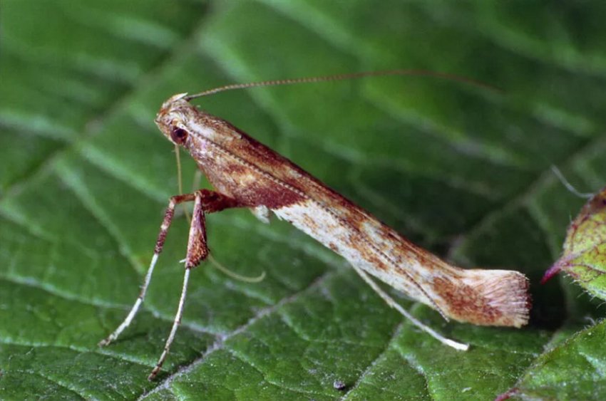 Туєва моль-пістрянка Туєва моль-пістрянка