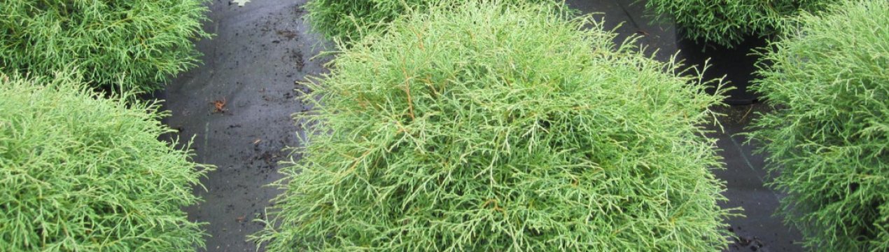 Опис туї західної Містер Боулінг Болл, посадка і догляд за деревом