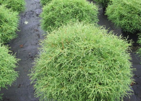 Опис туї західної Містер Боулінг Болл, посадка і догляд за деревом