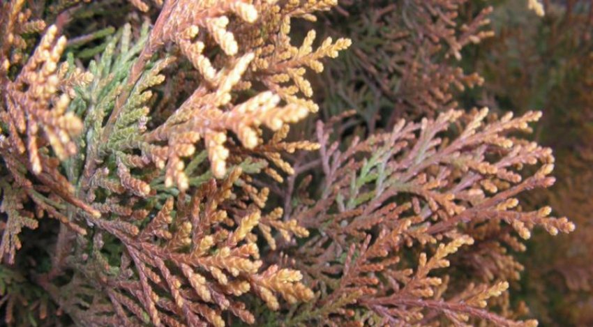 Диплодиоз туї