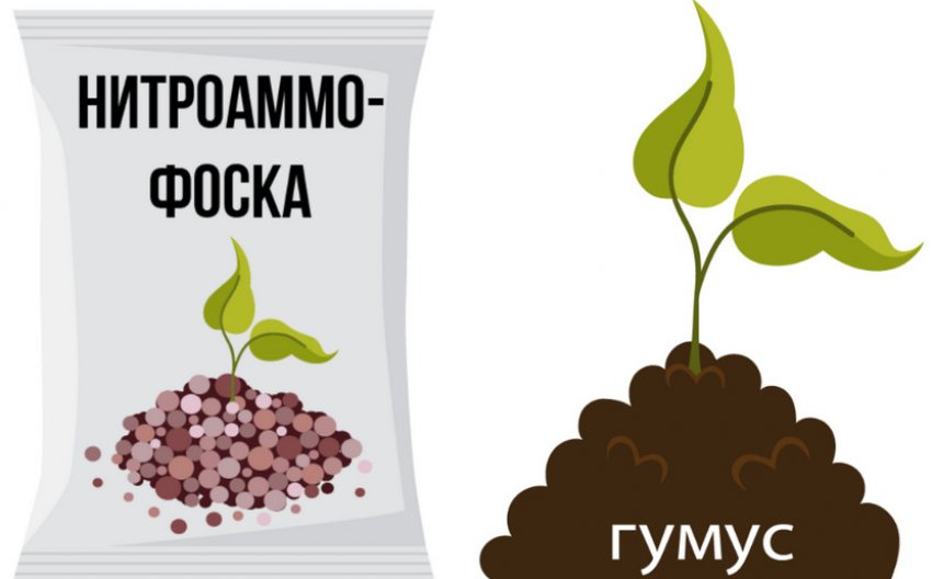 Підгодівля для сосни Підгодівля для сосни