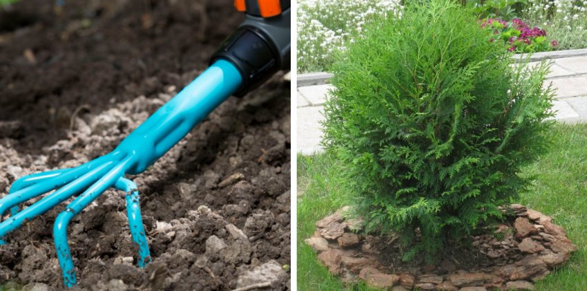 Розпушування і мульчування туї