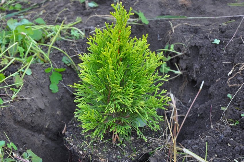 Посадка туї