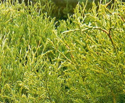 Опис туї Эрикоидес (вересковидной), посадка і догляд