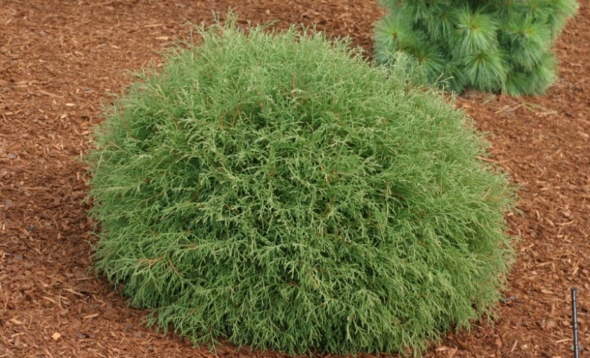 Мульчування туї