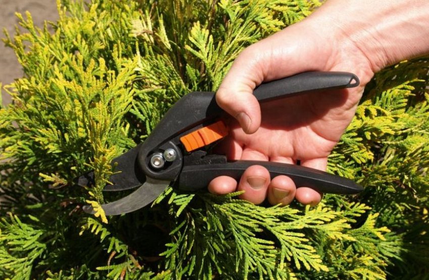 Обрізка туї