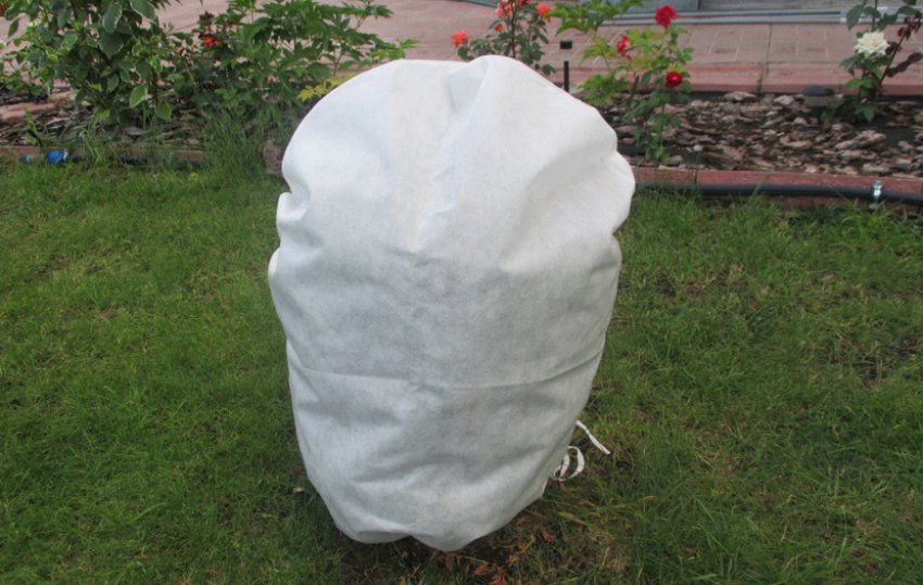 Укриття туї на зиму