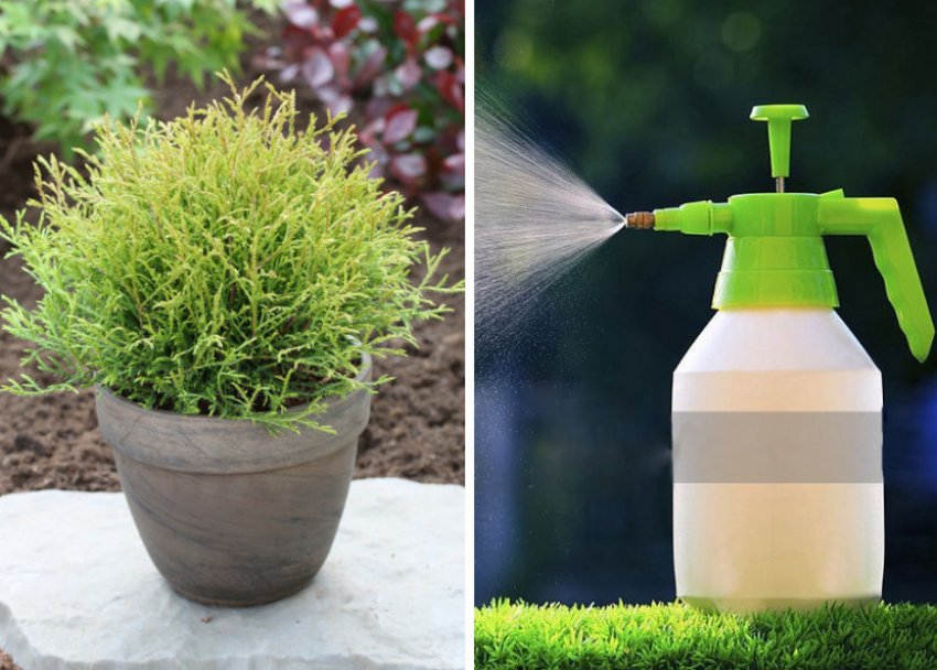 Обприскування фунгіцидами