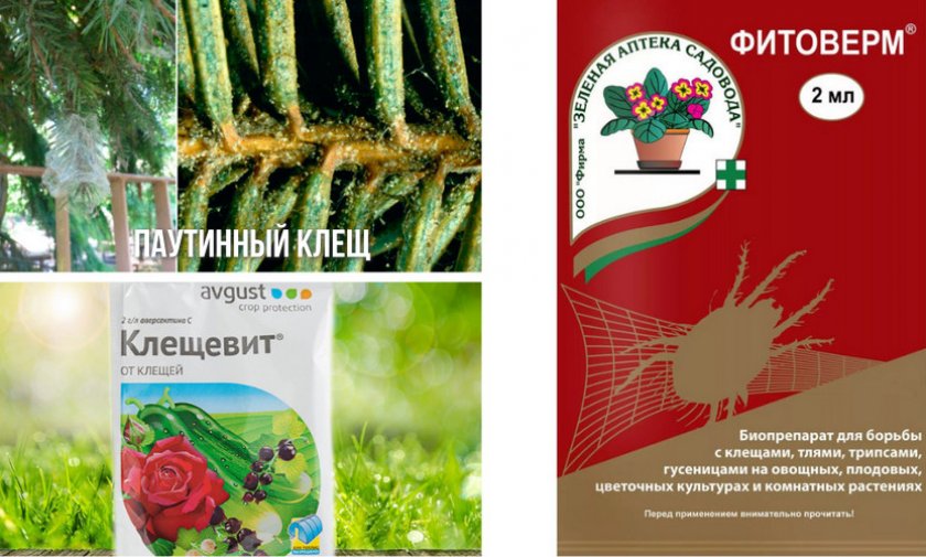 Методы борьбы с паутинным клещом Методы борьбы с паутинным клещом