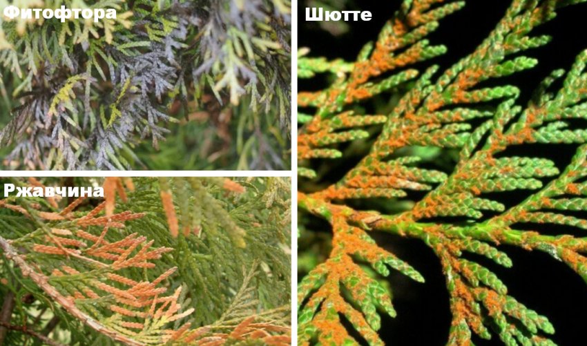 Хвороби туї