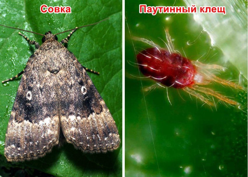 Шкідники туї