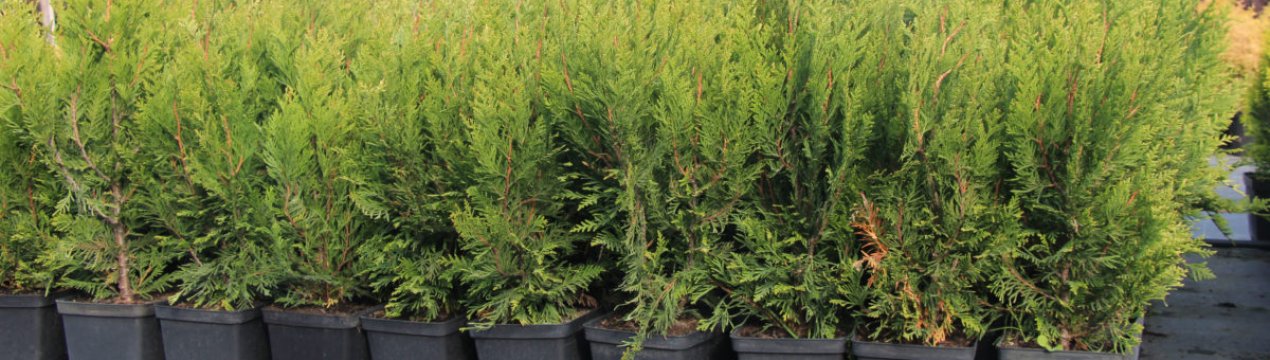 Опис і застосування складчастої туї Корник