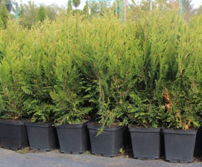 Опис і застосування складчастої туї Корник