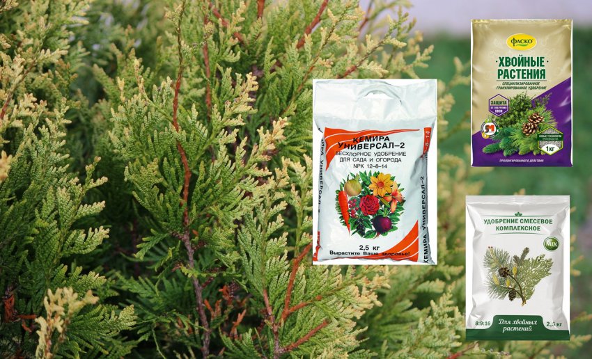 Добрива для туї Корник