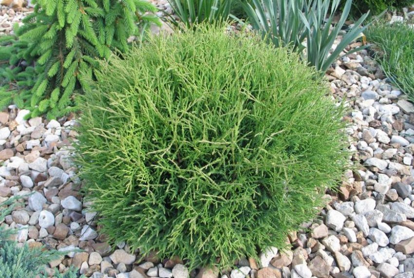 Туя Містер Боулінг Болл в ландшафтному дизайні