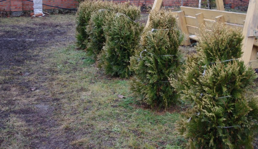 Обв[1]язати навколо стовбура.