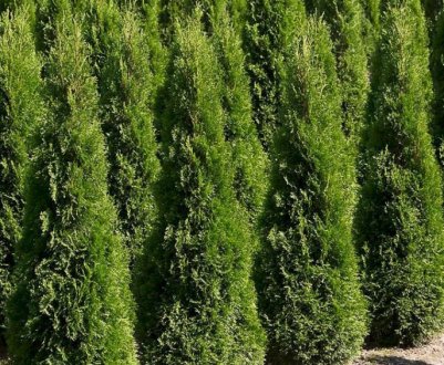 Туя західна Пирамидалис Компакта