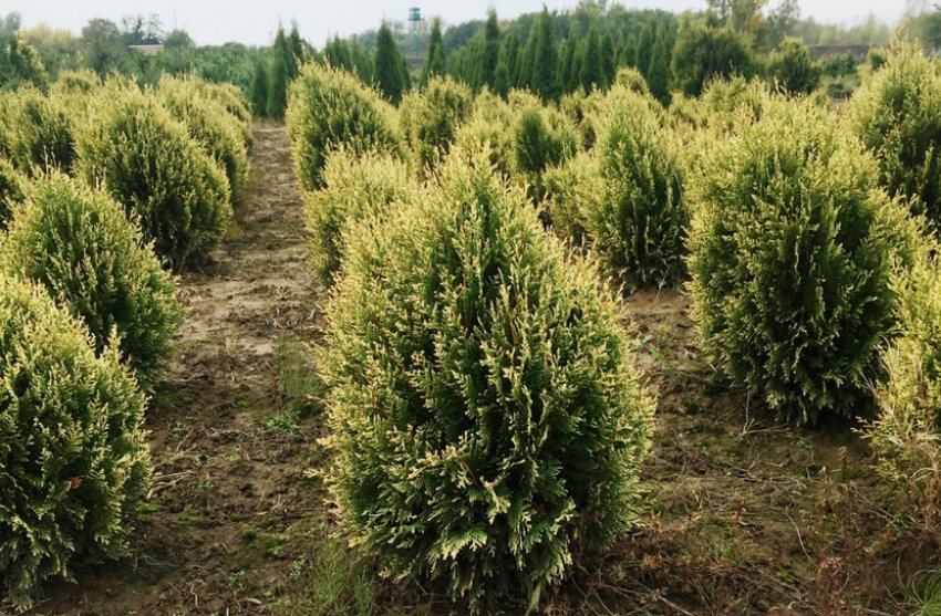 Туя складчаста