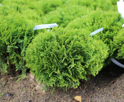 Туя західна сорти Даніка: посадка, догляд та застосування