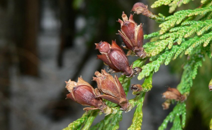 Шишки складчастої туї