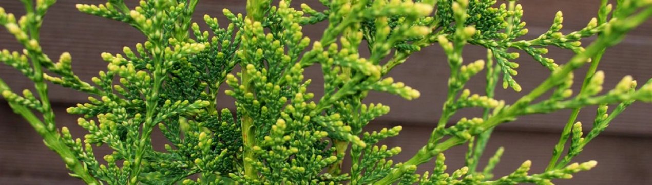 Опис туї західної Ауреоспиката, її посадка і догляд