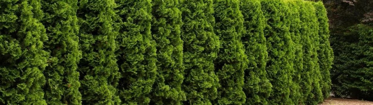 Опис туї західної сорти Холмструп, посадка і догляд