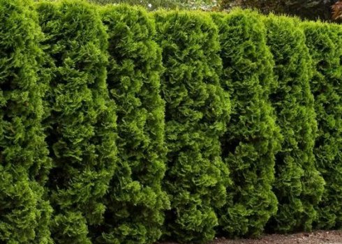 Опис туї західної сорти Холмструп, посадка і догляд