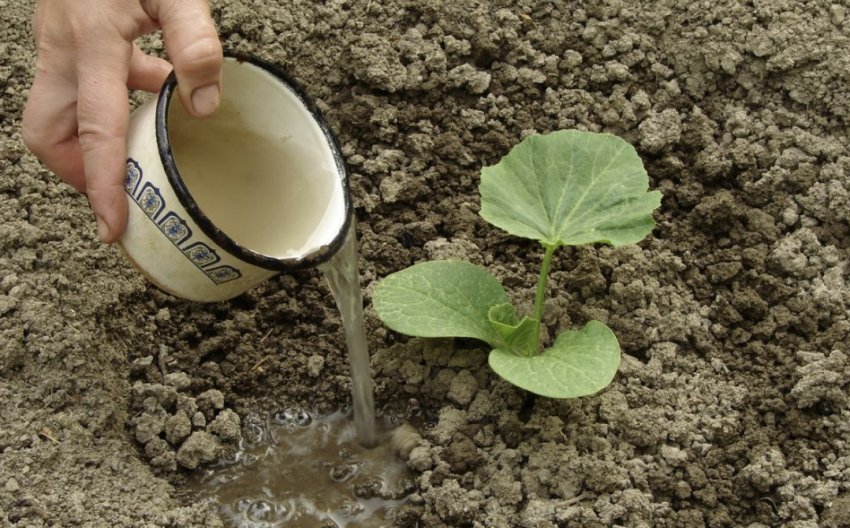 Полив гарбуза