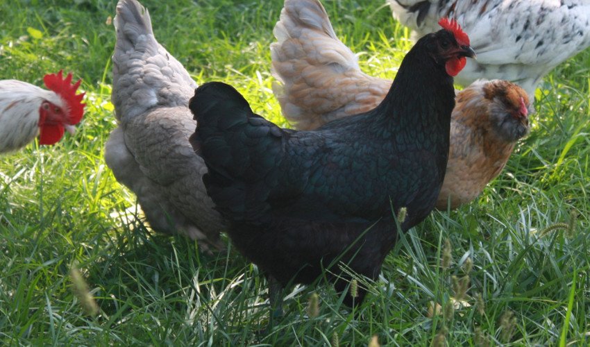 Кури Мараны Кури Мараны