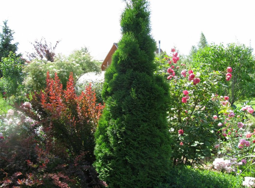 Застосування туї в ландшафтному дизайні