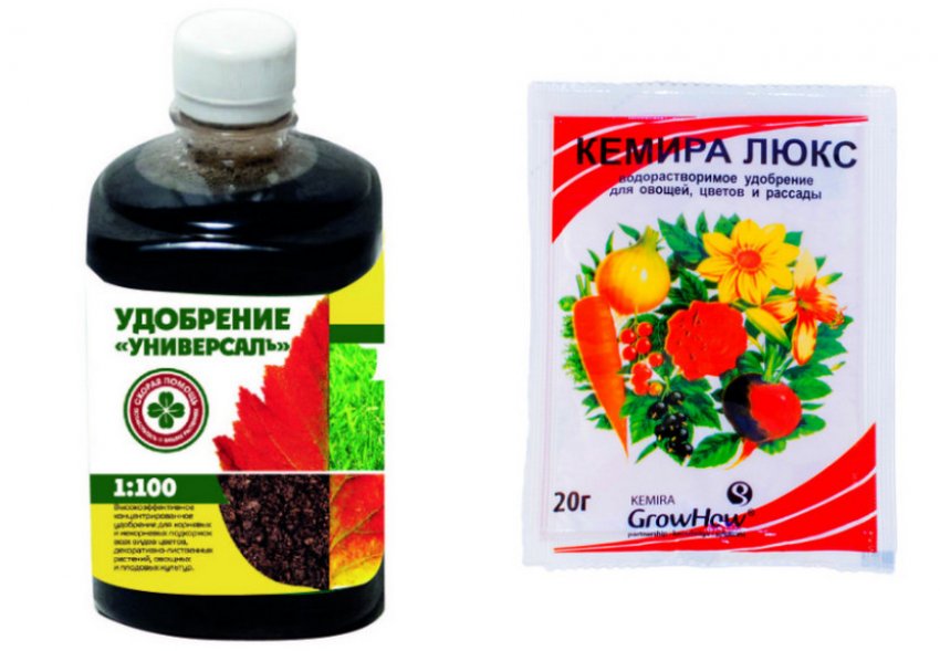 Добриво для туї Добриво для туї