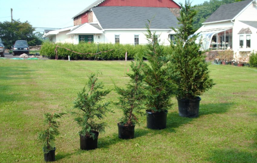 Вибір місця для посадки туї