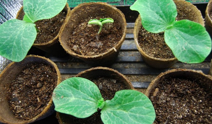 Розсада гарбуза Розсада гарбуза