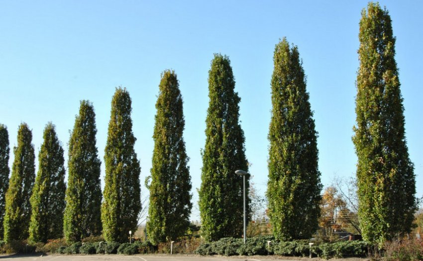 Туя Фастігіата