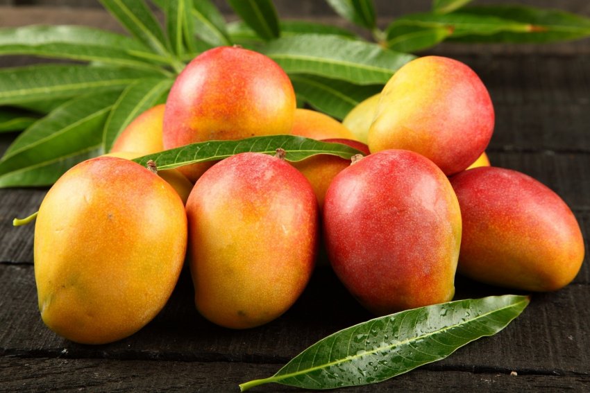 В Іспанії розробляють сорт манго без кісточки В Іспанії розробляють сорт манго без кісточки