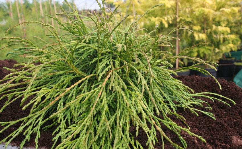 Туя Кагерс Б'юті