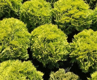 Туя західна Міріам, її посадка і догляд