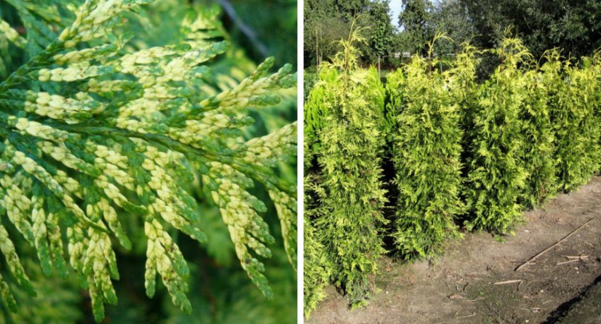 Туя Зебрина