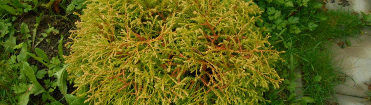 Опис туї Голден Таффет, її посадка і догляд